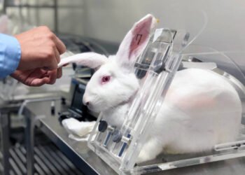 പരീക്ഷണ വസ്തുക്കളാകുന്ന മൃ​ഗങ്ങളെ സംരക്ഷിക്കണം; ക്യാമ്പയിനുമായി അനിമൽ അലയൻസ് ഓഫ് കാനഡ