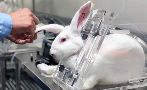 പരീക്ഷണ വസ്തുക്കളാകുന്ന മൃ​ഗങ്ങളെ സംരക്ഷിക്കണം; ക്യാമ്പയിനുമായി അനിമൽ അലയൻസ് ഓഫ് കാനഡ