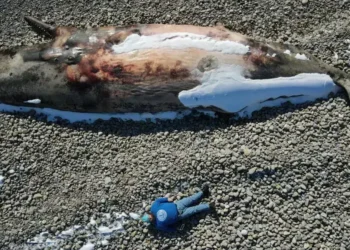 N.L നിവാസിയുടെ ‘തിമിംഗല സെൽഫി’ വൈറലാകുന്നു