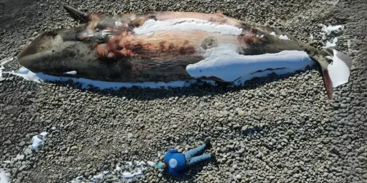 N.L നിവാസിയുടെ ‘തിമിംഗല സെൽഫി’ വൈറലാകുന്നു