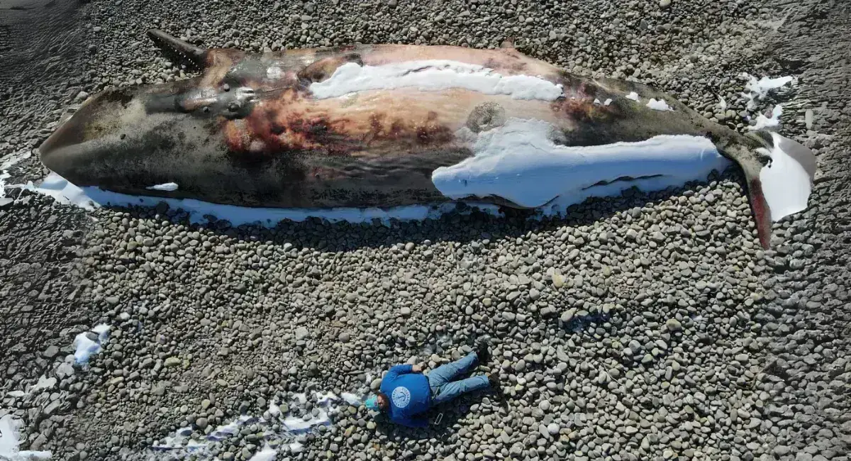 N.L നിവാസിയുടെ ‘തിമിംഗല സെൽഫി’ വൈറലാകുന്നു