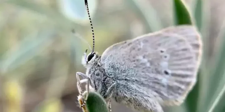 കാനഡയിൽ പുതിയ ഇനം ചിത്രശലഭത്തെ കണ്ടെത്തി