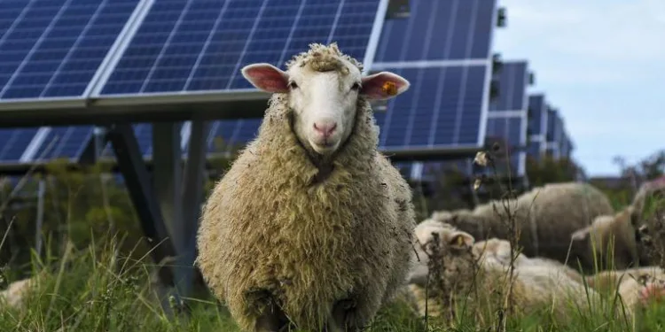 ‘പാനലുകൾക്കിടയിൽ മൃഗങ്ങളും പക്ഷികളും’; ആൽബർട്ടയുടെ അത്ഭുത സോളാർ ഫാം!