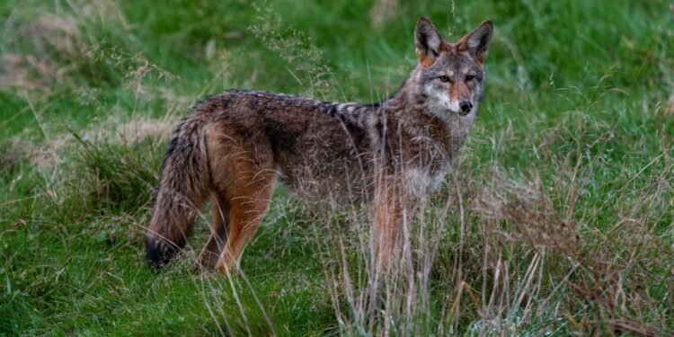 നോബിൾട്ടണിൽ കൊയോട്ടിന്റെ ആക്രമണം; 12 വയസ്സുകാരൻ ചികിത്സയിൽ, പൊതുജനങ്ങൾക്ക് ജാഗ്രത നിർദേശം 1 നോബിൾട്ടണിൽ കൊയോട്ടിന്റെ ആക്രമണം; 12 വയസ്സുകാരൻ ചികിത്സയിൽ, പൊതുജനങ്ങൾക്ക് ജാഗ്രത നിർദേശം