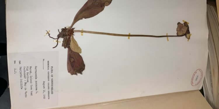 സസ്യജാലങ്ങളുടെ അപൂർവ ലോകം: കൗതുകമായി മെമ്മോറിയൽ യൂണിവേഴ്സിറ്റിയിലെ ഹെർബേറിയം