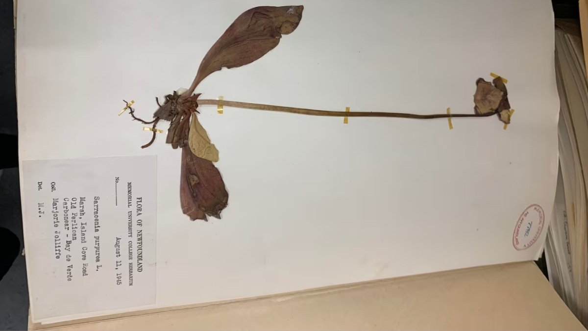 സസ്യജാലങ്ങളുടെ അപൂർവ ലോകം: കൗതുകമായി മെമ്മോറിയൽ യൂണിവേഴ്സിറ്റിയിലെ ഹെർബേറിയം