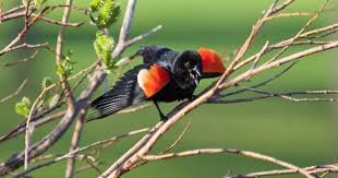 ഇറ്റോബിക്കോക്കിലെ താമസക്കാർക്ക് ഭീഷണിയായി റെഡ് വിംഗ്ഡ് ബ്ലാക്ക്ബേർഡുകൾ: വീടിന് പുറത്തിറങ്ങാൻ കഴിയാതെ ജനങ്ങൾ