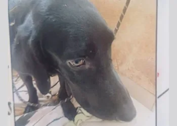 ദുർമന്ത്രവാദം നടത്തി വളർത്തുനായയെ കൊന്ന് ഫ്ലാറ്റിൽ തൂക്കി, ദുർ​ഗന്ധം വന്നതോടെ പരാതി; യുവതി പിടിയിൽ