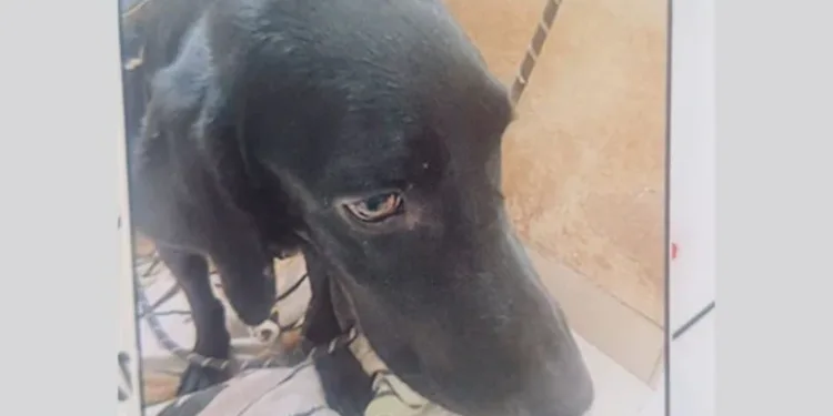 ദുർമന്ത്രവാദം നടത്തി വളർത്തുനായയെ കൊന്ന് ഫ്ലാറ്റിൽ തൂക്കി, ദുർ​ഗന്ധം വന്നതോടെ പരാതി; യുവതി പിടിയിൽ