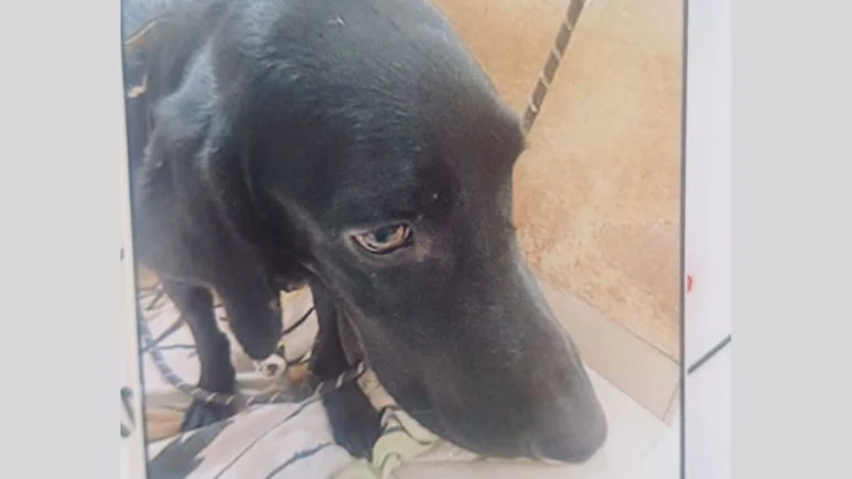 ദുർമന്ത്രവാദം നടത്തി വളർത്തുനായയെ കൊന്ന് ഫ്ലാറ്റിൽ തൂക്കി, ദുർ​ഗന്ധം വന്നതോടെ പരാതി; യുവതി പിടിയിൽ