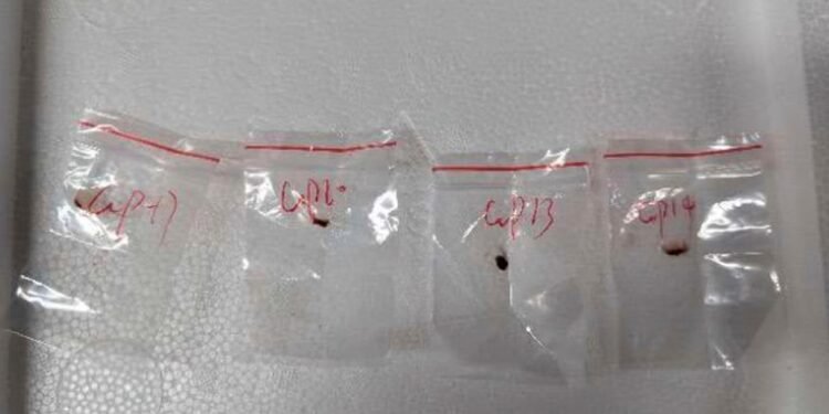 അപകടകാരിയായ ഫംഗസിനെ അമേരിക്കയിലേക്ക് കടത്തി; രണ്ട് ചൈനീസ് ഗവേഷകർ അറസ്റ്റിൽ