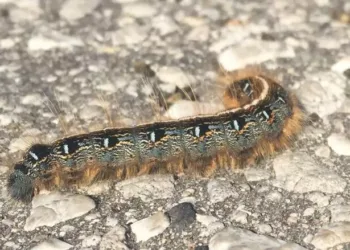 B.C.യിൽ കാറ്റർപില്ലർ ആക്രമണം: ‘കാറ്റർപില്ലർ ഗെഡൻ’ വീണ്ടും ആരംഭിച്ചോ?