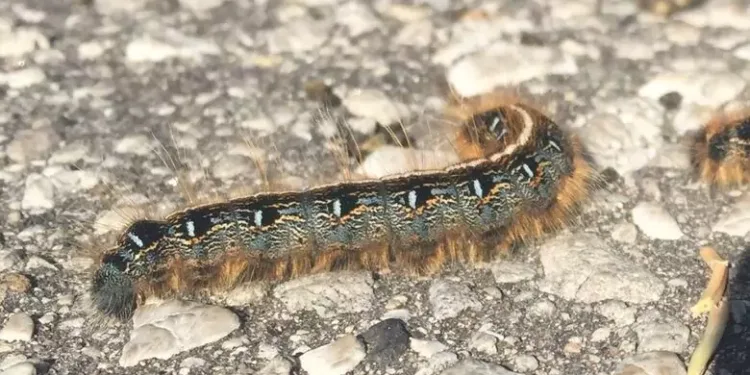 B.C.യിൽ കാറ്റർപില്ലർ ആക്രമണം: 'കാറ്റർപില്ലർ ഗെഡൻ' വീണ്ടും ആരംഭിച്ചോ? 1 B.C.യിൽ കാറ്റർപില്ലർ ആക്രമണം: ‘കാറ്റർപില്ലർ ഗെഡൻ’ വീണ്ടും ആരംഭിച്ചോ?