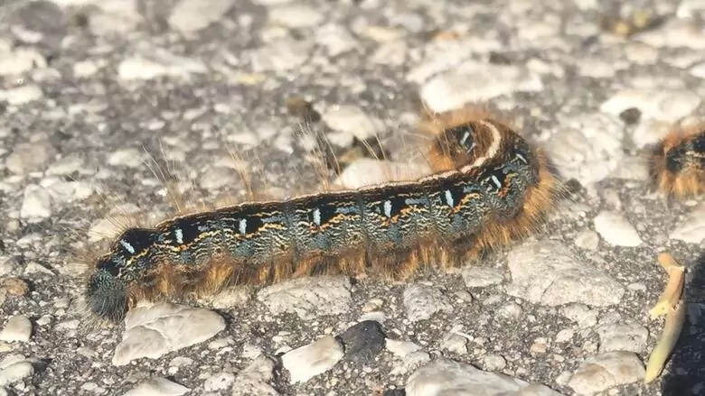 B.C.യിൽ കാറ്റർപില്ലർ ആക്രമണം: ‘കാറ്റർപില്ലർ ഗെഡൻ’ വീണ്ടും ആരംഭിച്ചോ?