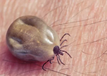 ടിക്ക് ആക്രമണം”: കാനഡയിലെ പുതിയ പ്രദേശങ്ങളിലേക്ക് മാരക രോഗം വ്യാപിക്കുന്നു!