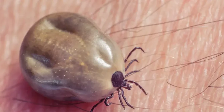 ടിക്ക് ആക്രമണം": കാനഡയിലെ പുതിയ പ്രദേശങ്ങളിലേക്ക് മാരക രോഗം വ്യാപിക്കുന്നു! 1 ടിക്ക് ആക്രമണം”: കാനഡയിലെ പുതിയ പ്രദേശങ്ങളിലേക്ക് മാരക രോഗം വ്യാപിക്കുന്നു!