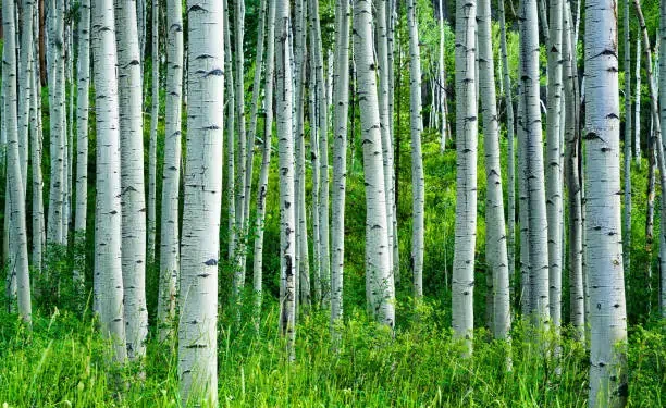 കാട്ടുതീയെ ചെറുക്കാനുള്ള രക്ഷാകവചമായി ആയിരത്തോളം ആസ്പൻ തൈകൾ