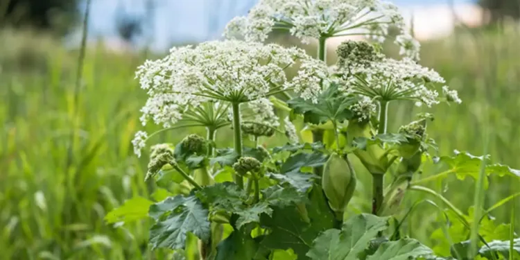 ഒന്റാരിയോയിൽ ഭീഷണിയായി ജയന്റ് ഹോഗ്‌വീഡ്: അധികൃതർ ജനങ്ങൾക്ക് ജാഗ്രതാ നിർദ്ദേശം നൽകി