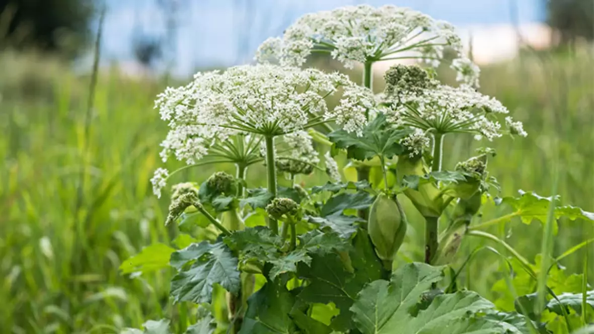 ഒന്റാരിയോയിൽ ഭീഷണിയായി ജയന്റ് ഹോഗ്‌വീഡ്: അധികൃതർ ജനങ്ങൾക്ക് ജാഗ്രതാ നിർദ്ദേശം നൽകി