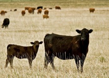 Drought Disaster