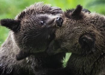 grizzly bear cubs