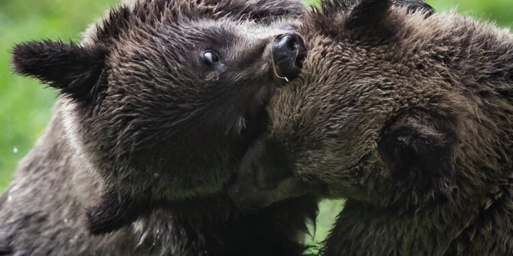 grizzly bear cubs