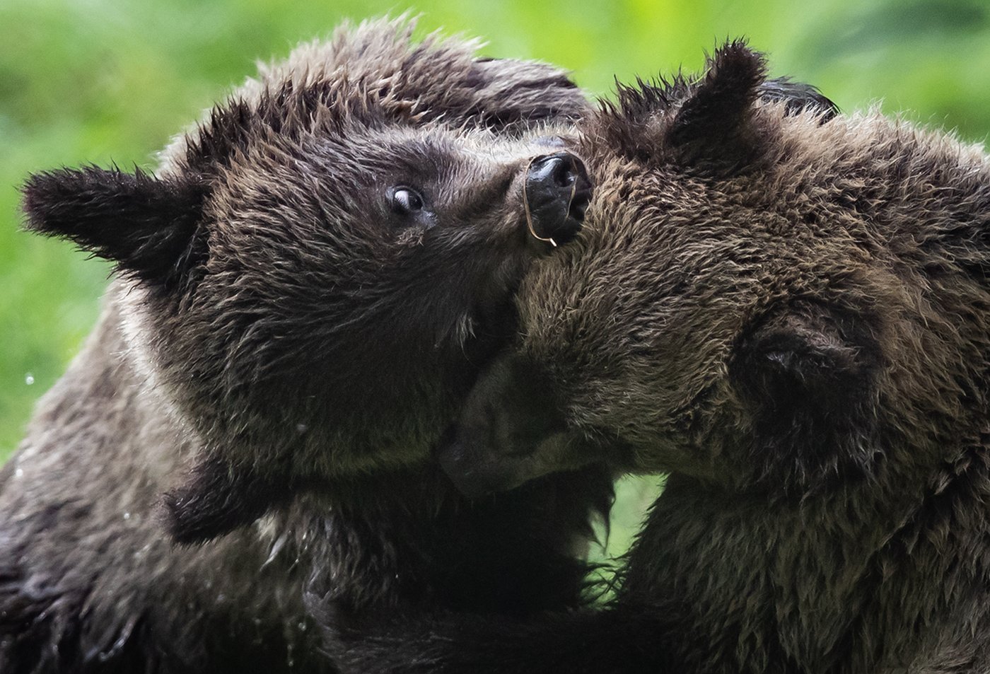 grizzly bear cubs