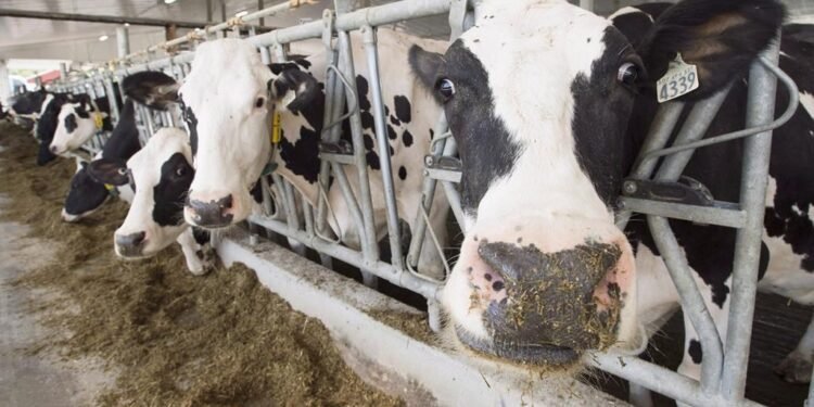 പടക്കം പൊട്ടിച്ചു, കന്നുകാലികൾ കൂട്ടത്തോടെ പാഞ്ഞുപോയി; ഡ്രോണുമായി കർഷകൻ!