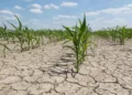 SASK DROUGHT