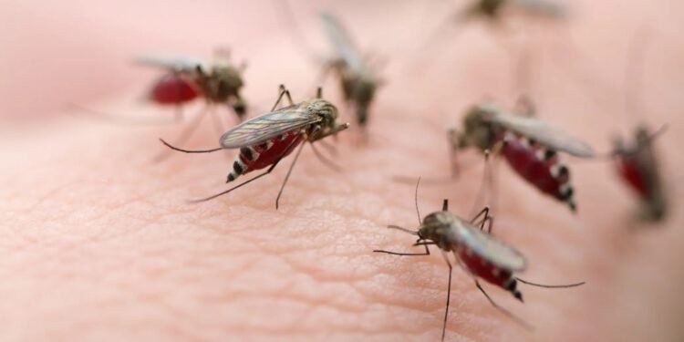 ടൊറന്റോയിൽ കൊതുകുകളിൽ വെസ്റ്റ് നൈൽ വൈറസ് സ്ഥിരീകരിച്ചു; ജാഗ്രതാ നിർദ്ദേശവുമായി അധികൃതർ 1 ടൊറന്റോയിൽ കൊതുകുകളിൽ വെസ്റ്റ് നൈൽ വൈറസ് സ്ഥിരീകരിച്ചു; ജാഗ്രതാ നിർദ്ദേശവുമായി അധികൃതർ