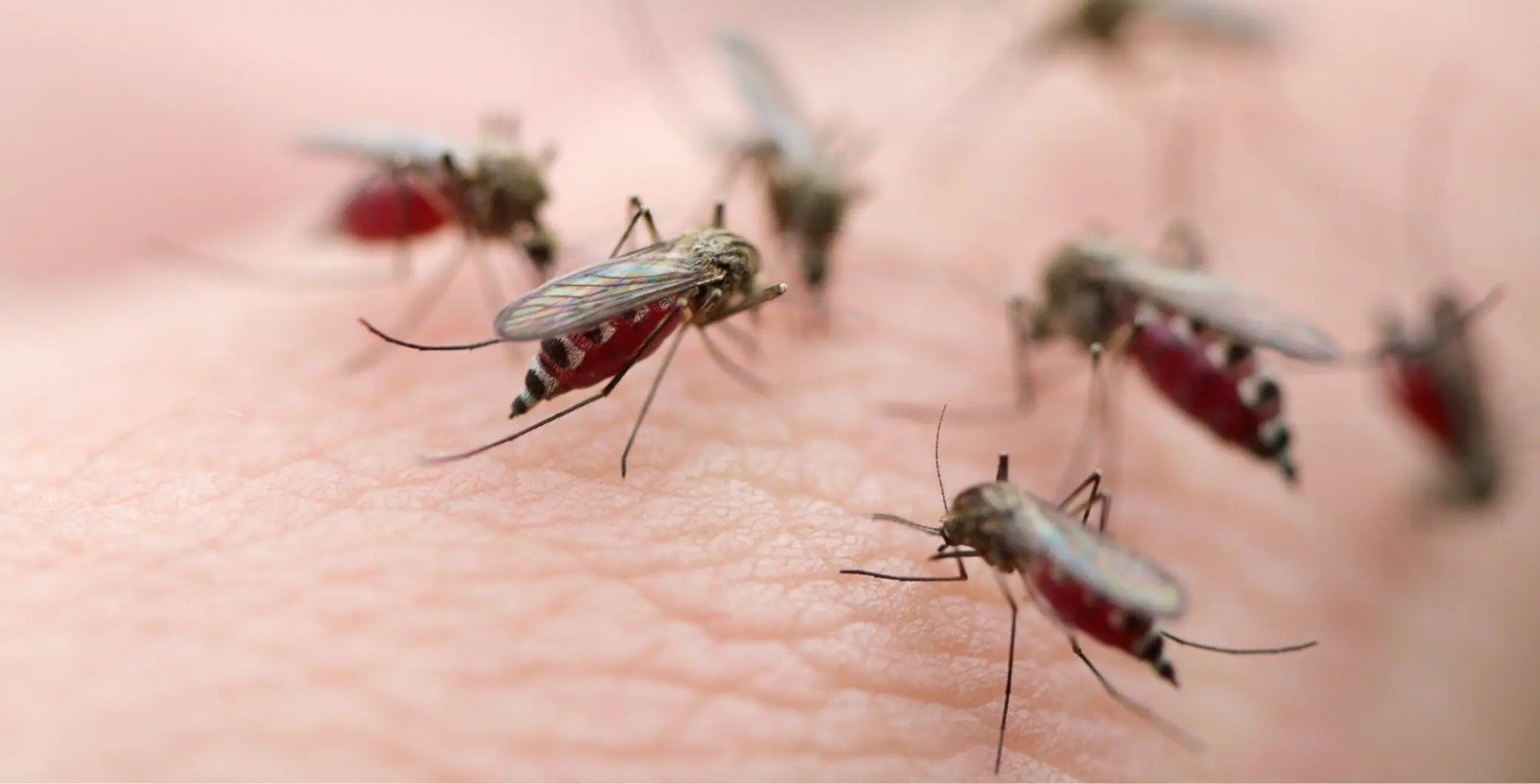 ടൊറന്റോയിൽ കൊതുകുകളിൽ വെസ്റ്റ് നൈൽ വൈറസ് സ്ഥിരീകരിച്ചു; ജാഗ്രതാ നിർദ്ദേശവുമായി അധികൃതർ