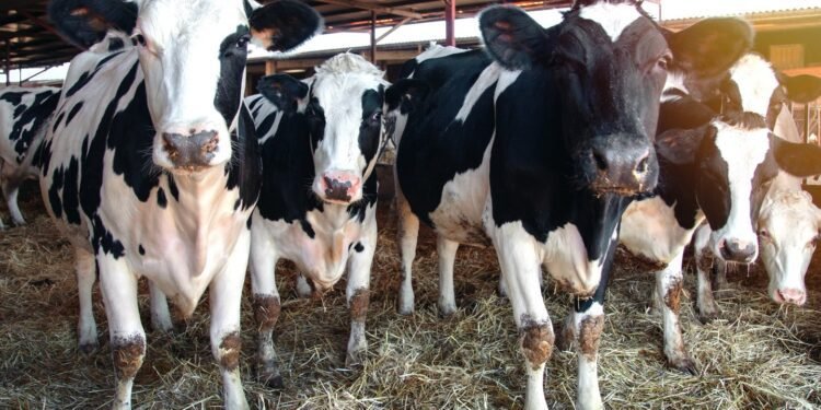 കാനഡ-ന്യൂസിലാൻഡ് വ്യാപാര തർക്കം പരിഹരിച്ചു: ക്ഷീരമേഖലയിലെ ഇറക്കുമതിയിലുള്ള നിയന്ത്രണങ്ങൾക്ക് ധാരണ 1 കാനഡ-ന്യൂസിലാൻഡ് വ്യാപാര തർക്കം പരിഹരിച്ചു: ക്ഷീരമേഖലയിലെ ഇറക്കുമതിയിലുള്ള നിയന്ത്രണങ്ങൾക്ക് ധാരണ