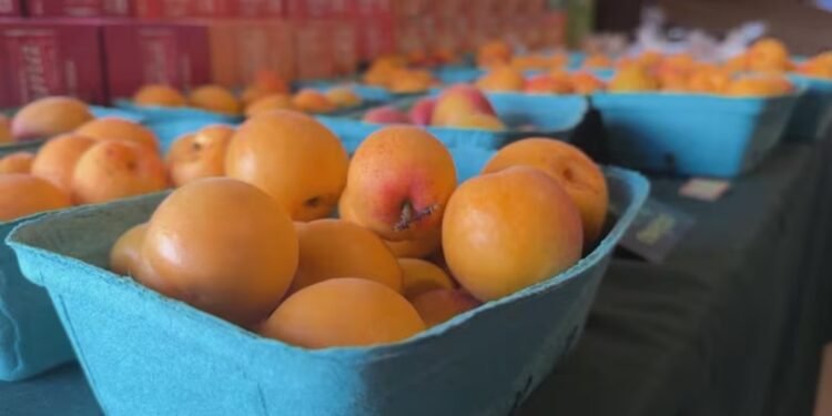 നഷ്ടങ്ങളെ അതിജീവിച്ച് ബി.സിയിലെ പീച്ച് കർഷകർ; 2025-ൽ മികച്ച വിളവെടുപ്പ് പ്രതീക്ഷയിൽ