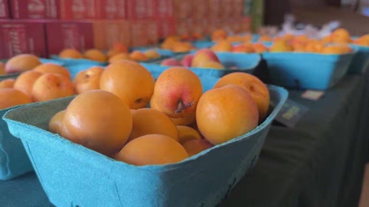 നഷ്ടങ്ങളെ അതിജീവിച്ച് ബി.സിയിലെ പീച്ച് കർഷകർ; 2025-ൽ മികച്ച വിളവെടുപ്പ് പ്രതീക്ഷയിൽ