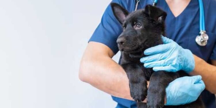 മൃഗചികിത്സയ്ക്ക് SOS! ഡോക്ടർമാരില്ലെന്ന് വടക്കൻ ഒന്റാറിയോ! 1 മൃഗചികിത്സയ്ക്ക് SOS! ഡോക്ടർമാരില്ലെന്ന് വടക്കൻ ഒന്റാറിയോ!