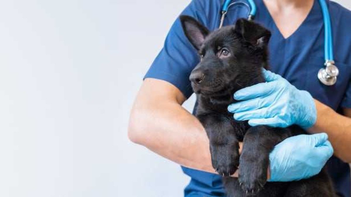 മൃഗചികിത്സയ്ക്ക് SOS! ഡോക്ടർമാരില്ലെന്ന് വടക്കൻ ഒന്റാറിയോ!