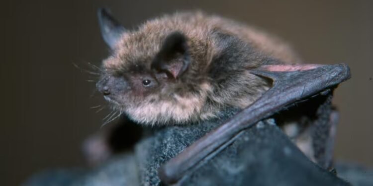 പേവിഷബാധ മുന്നറിയിപ്പുമായി ചാഥം-കെന്റ് ആരോഗ്യ വിഭാഗം: വവ്വാലിന് പേവിഷബാധ സ്ഥിരീകരിച്ചു 1 പേവിഷബാധ മുന്നറിയിപ്പുമായി ചാഥം-കെന്റ് ആരോഗ്യ വിഭാഗം: വവ്വാലിന് പേവിഷബാധ സ്ഥിരീകരിച്ചു