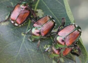 Japanese beetles