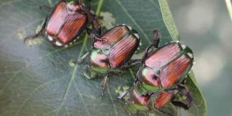 Japanese beetles