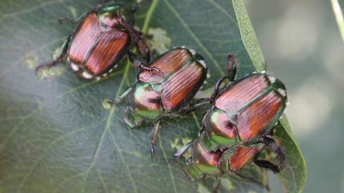 Japanese beetles