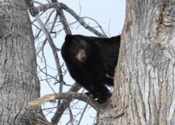 bear