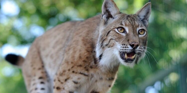 ജാഗ്രത! കാൽഗറിയിൽ ബോബ് ക്യാറ്റ് ഭീതി: പ്രദേശവാസികൾ ആശങ്കയിൽ!