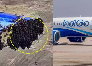 വിമാനത്തിനുള്ളിലേക്ക് ഇരച്ചുകയറി തേനീച്ചക്കൂട്ടം, അമ്പരന്ന് യാത്രക്കാരും ജീവനക്കാരും
