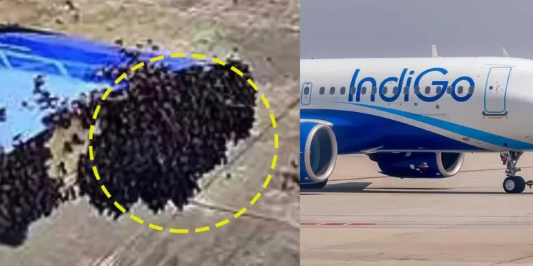 വിമാനത്തിനുള്ളിലേക്ക് ഇരച്ചുകയറി തേനീച്ചക്കൂട്ടം, അമ്പരന്ന് യാത്രക്കാരും ജീവനക്കാരും