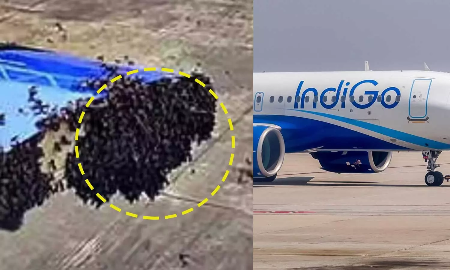 വിമാനത്തിനുള്ളിലേക്ക് ഇരച്ചുകയറി തേനീച്ചക്കൂട്ടം, അമ്പരന്ന് യാത്രക്കാരും ജീവനക്കാരും