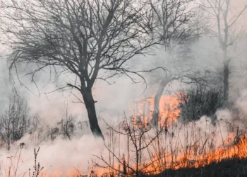 Wild Fire Leaf Rapids
