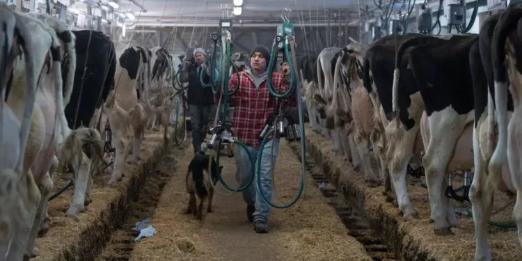 കാനഡയ്ക്ക് ആശങ്ക: ട്രംപിന്റെ നീക്കങ്ങളിൽ സപ്ലൈ മാനേജ്മെന്റ് സംവിധാനം സുരക്ഷിതമല്ലെന്ന് റിപ്പോർട്ട്! 1 കാനഡയ്ക്ക് ആശങ്ക: ട്രംപിന്റെ നീക്കങ്ങളിൽ സപ്ലൈ മാനേജ്മെന്റ് സംവിധാനം സുരക്ഷിതമല്ലെന്ന് റിപ്പോർട്ട്!