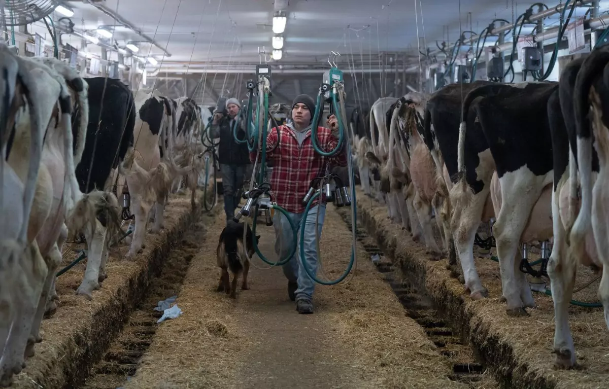 കാനഡയ്ക്ക് ആശങ്ക: ട്രംപിന്റെ നീക്കങ്ങളിൽ സപ്ലൈ മാനേജ്മെന്റ് സംവിധാനം സുരക്ഷിതമല്ലെന്ന് റിപ്പോർട്ട്!