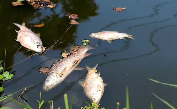 ടോപ്പം പോണ്ടിൽ മത്സ്യങ്ങൾ ചത്തു പൊങ്ങുന്നു! പ്രദേശവാസികൾ ആശങ്കയിൽ