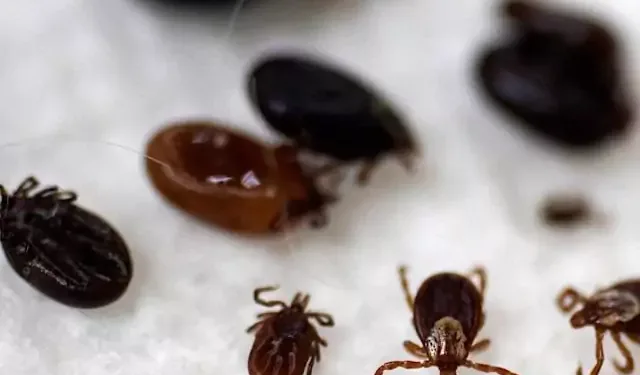 ക്യുബെക്കിൽ ലൈം രോഗ കേസുകളിൽ വർദ്ധനവ്; പ്രതിരോധ മാർഗ്ഗങ്ങൾ നിർദ്ദേശിച്ച് ആരോഗ്യ വിദഗ്ദ്ധർ 1 ക്യുബെക്കിൽ ലൈം രോഗ കേസുകളിൽ വർദ്ധനവ്; പ്രതിരോധ മാർഗ്ഗങ്ങൾ നിർദ്ദേശിച്ച് ആരോഗ്യ വിദഗ്ദ്ധർ